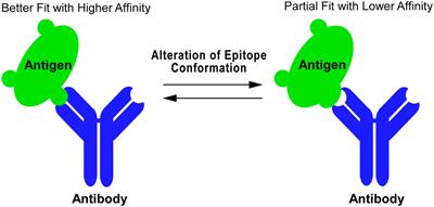 Monoclonal Antibodies as Probes to Study Ligand-Induced Conformations of Troponin Subunits